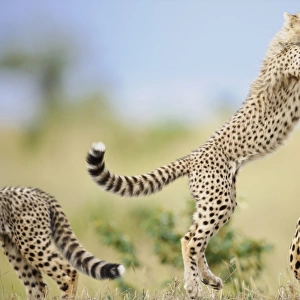 Cheetah (Acinonyx jubatus raineyii) adult female and cubs, one leaping up to mother, Masai Mara, Kenya, November