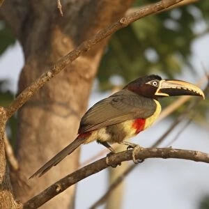 Chestnut-eared Aracari (Pteroglossus castanotis) adult, perched on branch, Pantanal, Mato Grosso, Brazil