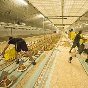 Chicken farming, workers putting layer chicks into rearing building, Preston, Lancashire, England, August