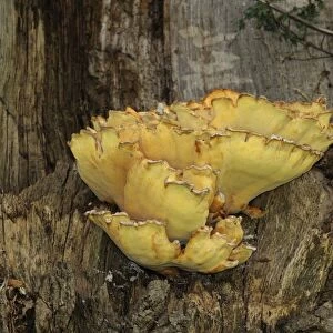 Chicken-of-the-woods (Laetiporus sulphureus) fruiting bodies, growing on tree trunk, Oxfordshire, England, june