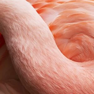 Chilean Flamingo (Phoenicopterus chilensis) adult, close-up of neck and feathers, Durrell Wildlife Park (Jersey Zoo)