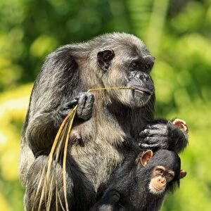 Chimpanzee (Pan troglodytes) adult female with baby, feeding on palm frond, sitting on rock (captive)