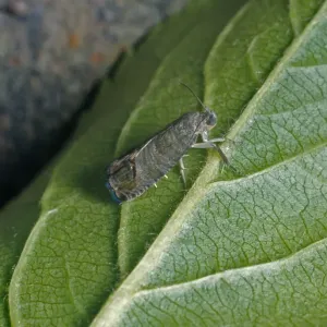 Codlin Moth Print - Green Leaf Underside Codlin Moth Print - Green Leaf Underside