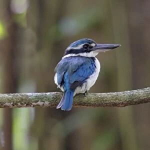 Kingfishers Photographic Print Collection: Melanesian Kingfisher