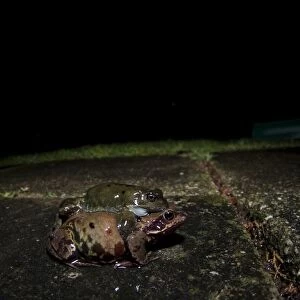 Common Frog (Rana temporaria) adult pair, in amplexus, on garden pavement at night, England, March