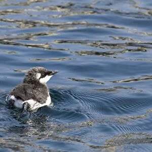 Common Guillemot (Uria aalge) chick, swimming at sea, Inner Farne, Farne Islands, Northumberland, England, summer
