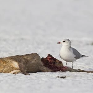 Common Gull (Larus canus) adult, winter plumage, feeding on dead Chinese Muntjac (Muntiacus reevesi) buck, on snow