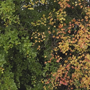 Common Hawthorn (Crataegus monogyna) leaves in partial autumn colour, West Yorkshire, England, October
