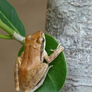 Common Indian Treefrog (Polypedates maculatus) adult, clinging to leaf, Yala N. P. Sri Lanka, February