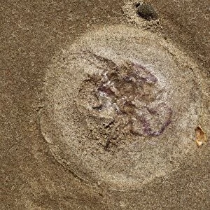 Common Jellyfish (Aurelia aurita) imprint on sandy beach, Gower Peninsula, Glamorgan, Wales, july