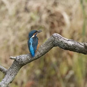 Common Kingfisher calling, juvenile bird with white tip to bill - Lackford Lake, Suffolk