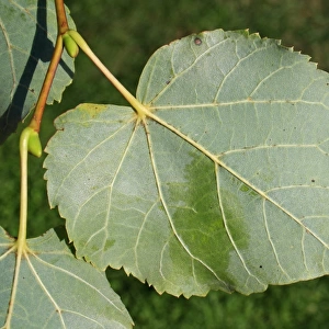 Common Lime (Tilia x europaea) close-up of leaf underside, Mendlesham, Suffolk, England, August