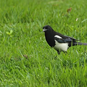 Common Magpie (Pica pica serica) adult, foraging on grass, Taipei City, Taiwan, April