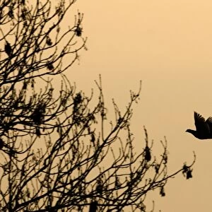 Common Pheasant (Phasianus colchicus) adult, in flight, silhouetted at dusk, Norfolk, England, january