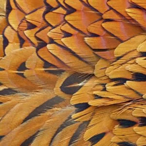 Common Pheasant (Phasianus colchicus) adult male, close-up of feathers, Berwickshire, Scottish Borders, Scotland, march