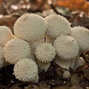 Common Puffball (Lycoperdon perlatum) fruiting bodies, growing in deep shade, New Forest, Hampshire, England, september