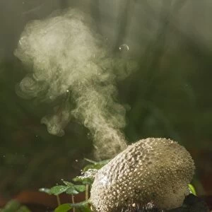 Common Puffball (Lycoperdon perlatum) fruiting body, releasing spores during rain shower