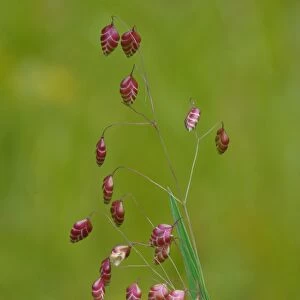 Common Quaking Grass (Briza media) flowering, growing on limestone meadow, Dolomites, Italian Alps, Italy, June