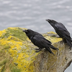 Common Raven (Corvus corax) adult pair, calling, perched on coastal rock, Varanger, Norway, may