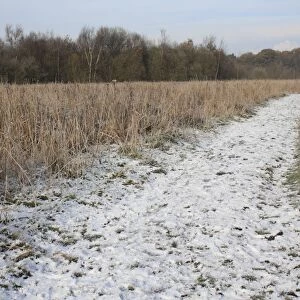 Common Reed (Phragmites australis) snow covered reedbed habitat and path, in river valley fen, Redgrave and Lopham Fen N. N. R. Waveney Valley, Suffolk, England, november