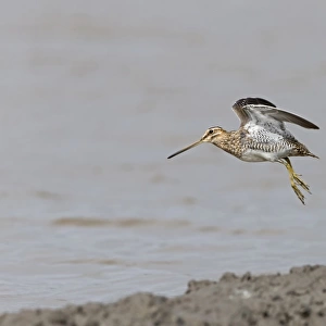 Common Snipe (Gallinago gallinago) adult, in flight over mud at edge of water, Suffolk, England, September