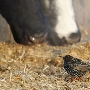 Common Starling (Sturnus vulgaris) adult, winter plumage, feeding in farmyard with domestic cattle, Leicestershire