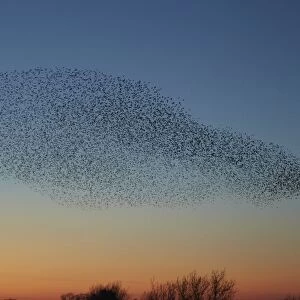 Common Starling (Sturnus vulgaris) flock, in roosting flight, silhouetted at sunset, Dumfries and Galloway, Scotland