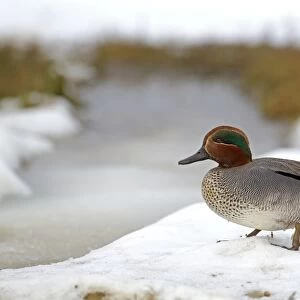 Common Teal (Anas crecca) adult male, standing on snow, Norfolk, England, february