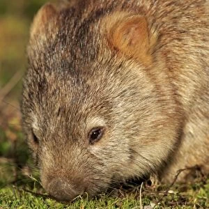 Common Wombat (Vombatus ursinus hirsutus) adult, close-up of head, feeding, Wilsons Promontory N. P