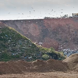 Compaction machines working on council rubbish tip, near Ellesmere, Cheshire, England, march