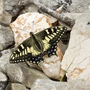 Corsican Swallowtail (Papilio hospiton) adult, resting on rock in mountains, Sardinia, Italy, April