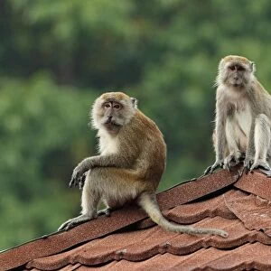 Crab-eating Macaque (Macaca fascicularis) adult male and female, sitting on roof, Taman Negara N. P