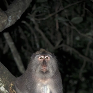 Crab-eating Macaque (Macaca fascicularis) Female / Bali