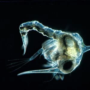 Crab - Shore (Carcinus maenas) 1st Zoea larva lateral / X 20