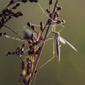 Cranefly (Tipula oleracea) adult, resting on stem, covered in dew at sunrise, Elmley N. N. R