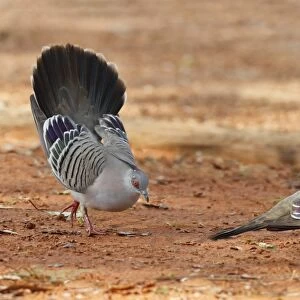 Crested Pigeon (Geophaps lophotes) two adult males, one displaying to rival, Northern Territory, Australia