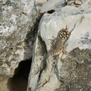 Cuban Brown Curly-tailed Lizard (Leiocephalus cubensis) adult, resting on rock, Jibacoa, Mayabeque Province, Cuba