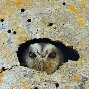 Owls Photo Mug Collection: Bare Legged Screech Owl