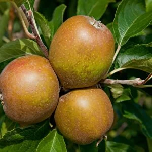 Cultivated Apple (Malus domestica) Egremont Russet, close-up of fruit, growing in orchard, Norfolk, England, august