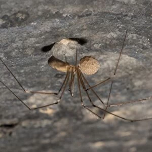 Daddy-long-legs Spider (Pholcus phalangioides) adult female, carrying eggs in house, Chipping, Lancashire, England
