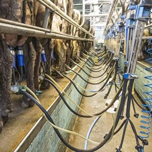 Dairy farming, cows being milked in milking parlour, Shropshire, England, April