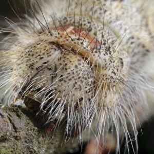 December Moth (Poecilocampa populi) final instar larva, close-up of head, Powys, Wales, May