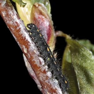 December Moth (Poecilocampa populi) first instar larva, newly hatched, resting on birch twig, Powys, Wales, April