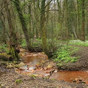 Deciduous woodland and stream stained with iron oxide deposits, Limb Brook, Ecclesall Woods, Sheffield