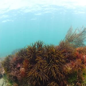 Discoid Forkweed (Polyides rotundus) growing on rocks underwater, Kimmeridge Bay, Isle of Purbeck, Dorset, England