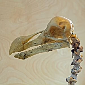 Dodo (Raphus cucullatus) skull, Gerald Durrell Conservation Trust, Jersey