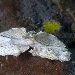 Domed Elbow Crab (Cryptopodia fornicata) adult, Lembeh Island, Sulawesi, Indonesia