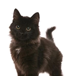 Domestic Cat, Black Siberian, kitten, fifteen-weeks old, standing