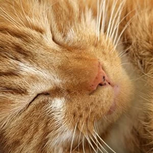 Domestic Cat, ginger tabby, adult male, sleeping, close-up of head, England, march