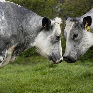 Domestic Cattle, British Blue cows, close-up of heads, fighting in pasture, Northumberland, England, May